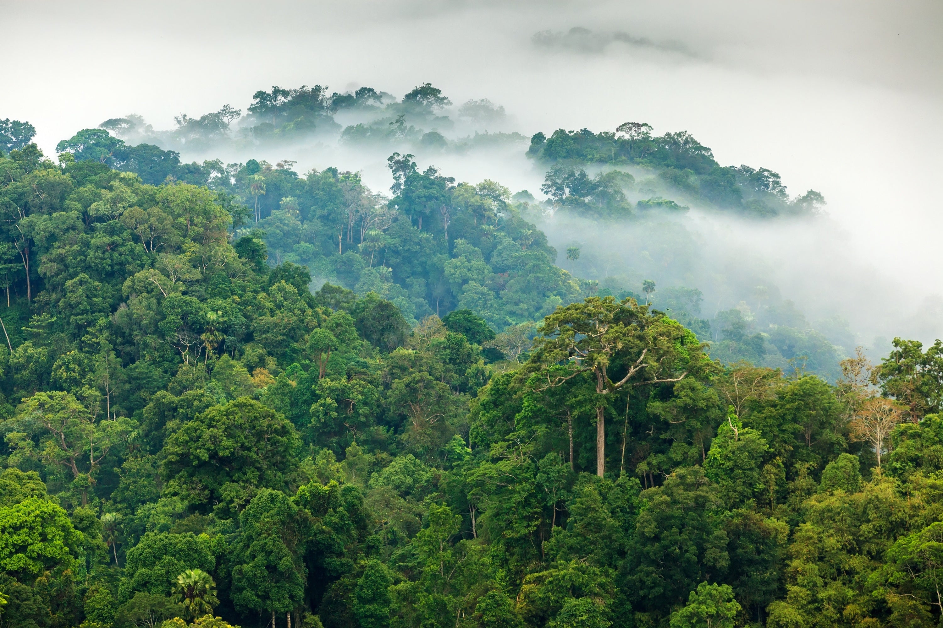 Tranquility in Flames: Harnessing Wellness with Ho Wood Candles