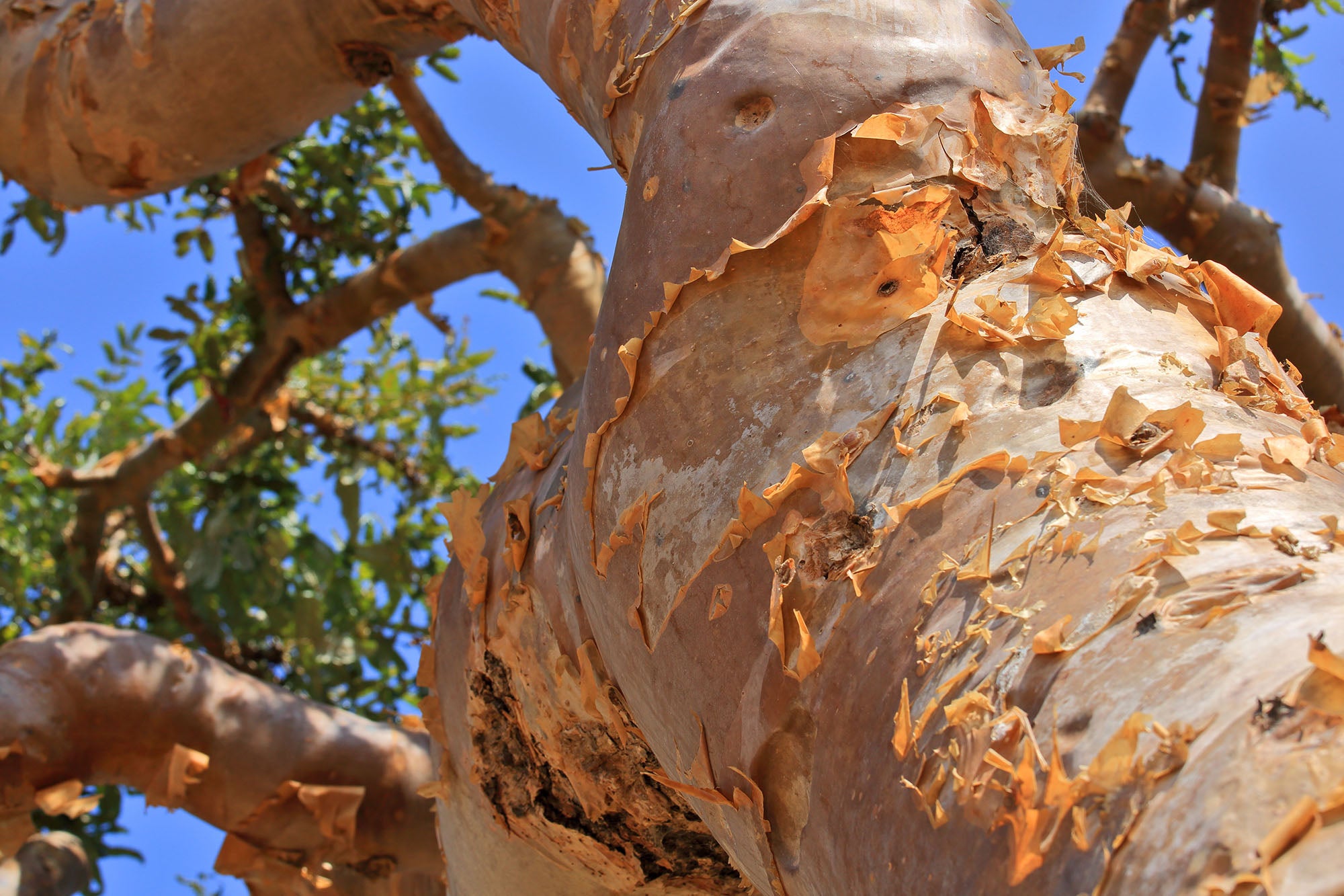 Frankincense:  Aromatic benefits in wellness candles