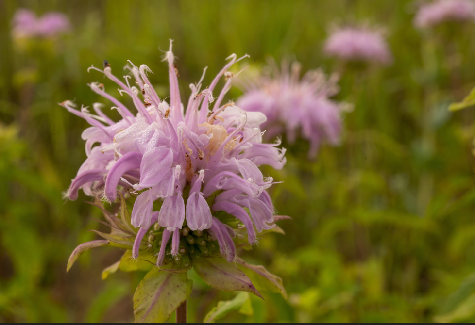 Bergamot: A Citrus Scent of Serenity