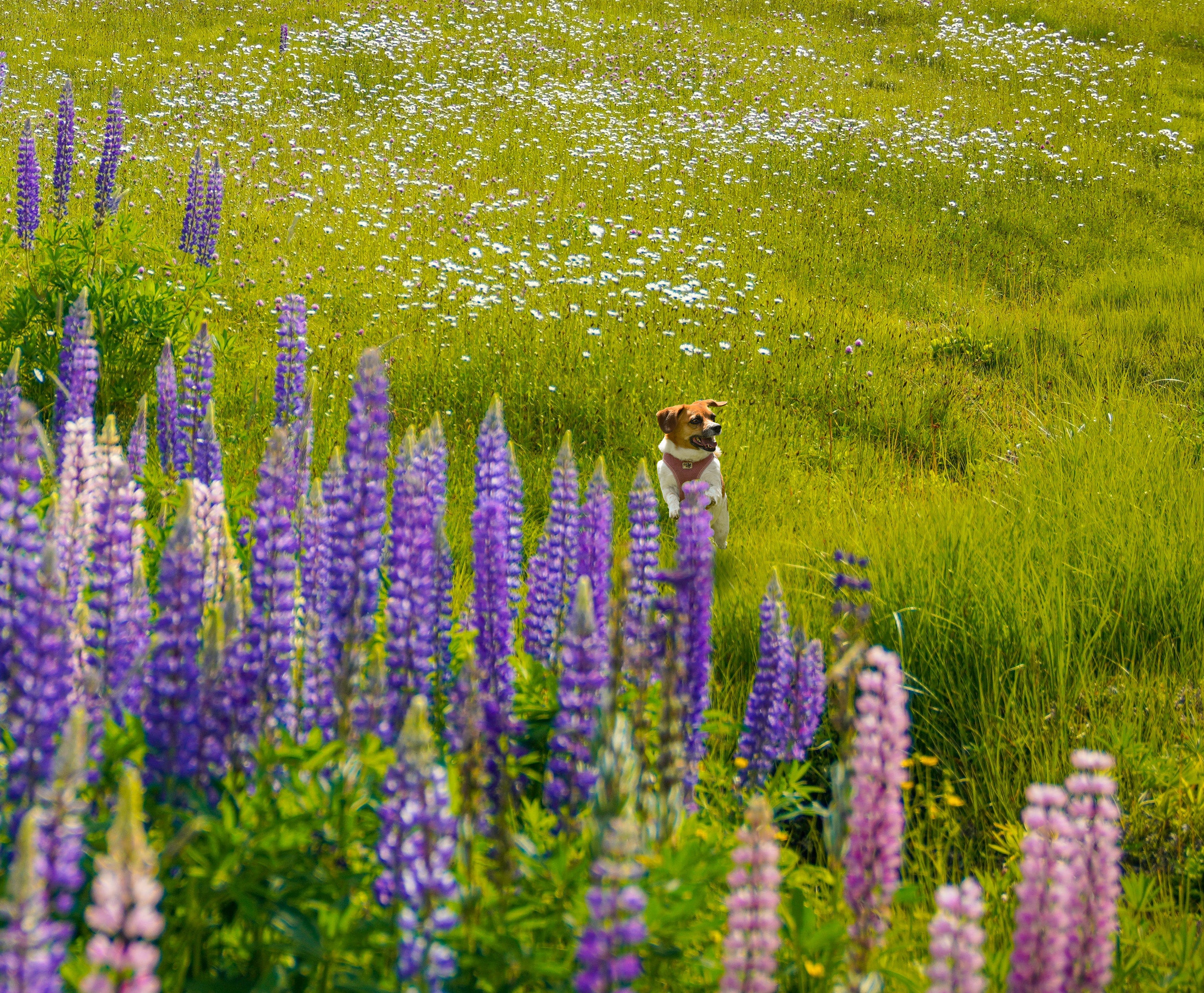 Lavender Scented Candles Benefits and Aromachology