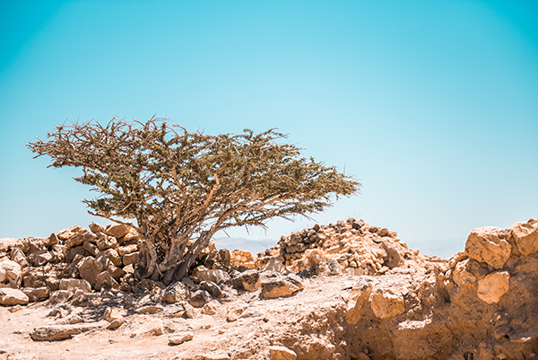 The Journey of Organic Frankincense Essential Oil: From Seed to Sacred Essence