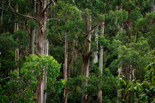 Eucalyptus: Aromatic benefits in wellness candles