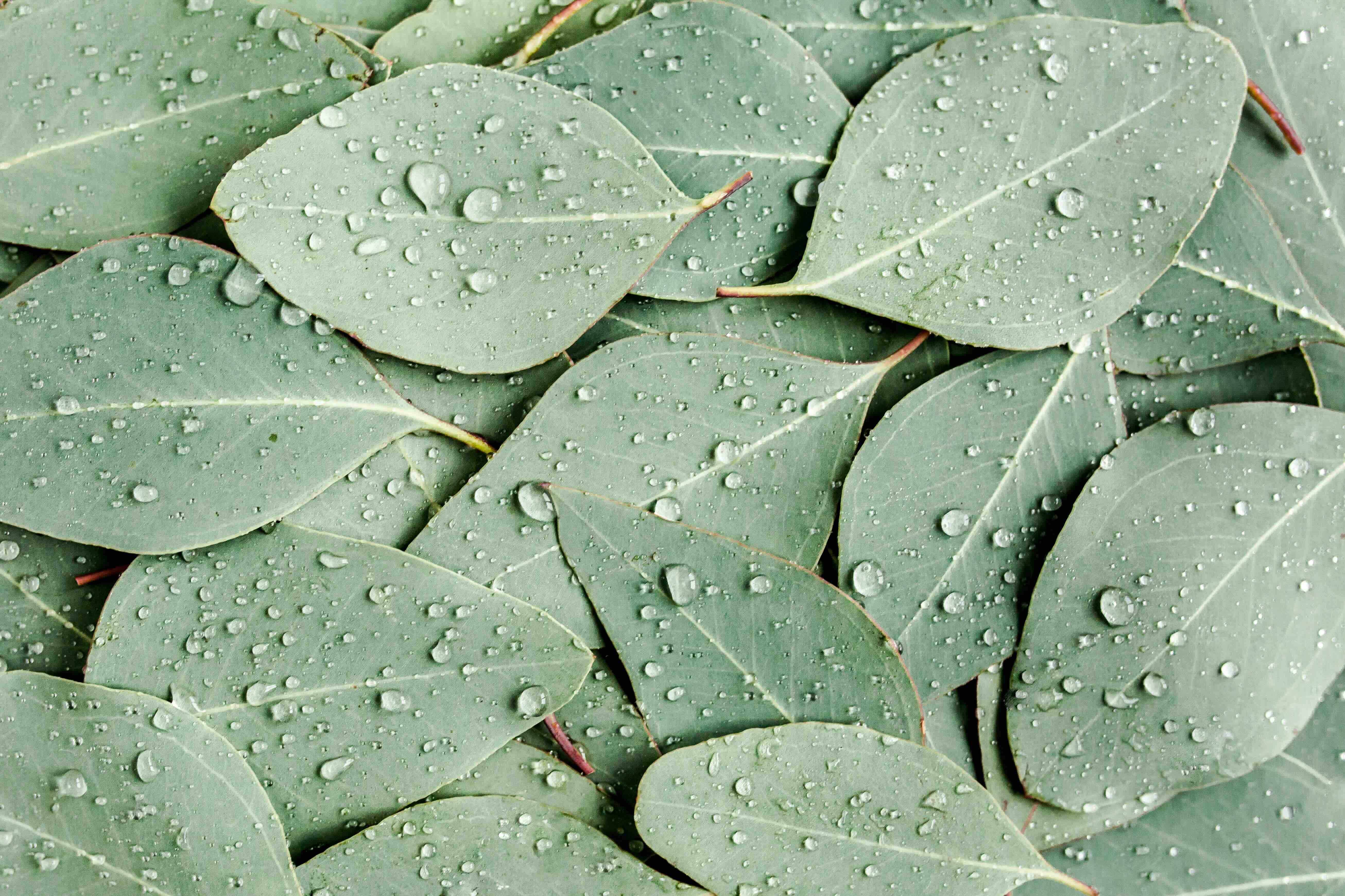 The Power of Eucalyptus Essential Oil