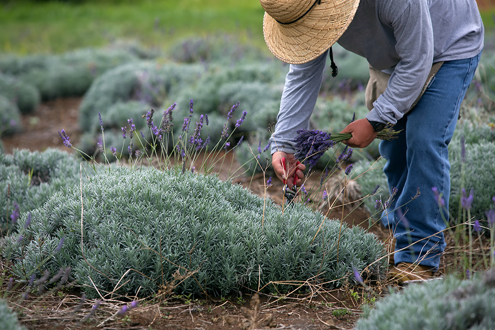 Four Truffles Organic farming lavender oil