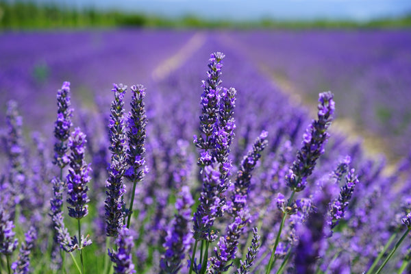 Bulgarian Lavender: Why and How We Use It